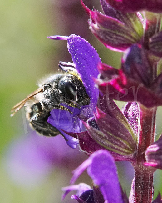 Bild: Stahlblaue Mauerbiene, Osmia caerulescens, Weibchen, Wildbiene, Salbei, Salvia