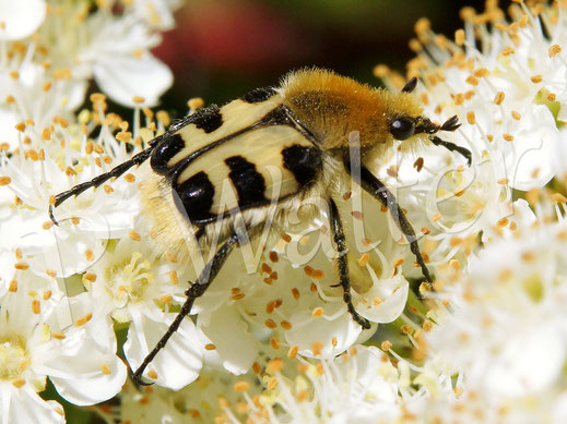 07.06.2015 : Pinselkäfer auf den Blüten des Feuerdorns