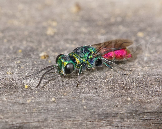 Bild: Goldwespe, Kuckuckswespe, cuckoo wasp, Chrysis spec., Chrysididae