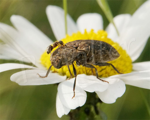 Bild: Mausgrauer Schnellkäfer, Agrypnus murinus, Elateridae, Agrypininae, Käfer, Coleoptera, Polyphaga, Ameisen, Wiesen-Margerite, Leucanthemum vulgare