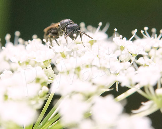 Bild: Maskenbiene, Hylaeus spec., Wilde Möhre, Daucus carota subsp. carota, Doldenblütler, Apiaceae, Wildbiene, wild bee