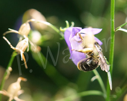 Bild: Glockenblumen-Sägehornbiene, Melitta haemorrhoidalis, Rundblättrige Glockenblume, Blüte, Campanula rotundifolia, oligolektische Wildbiene