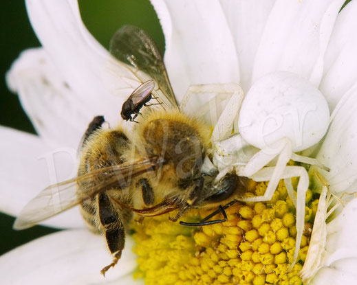 Bild: Veränderliche Krabbenspinne, Misumena vatia, Araneae, Thomisida, Spinnen, Beute Honigbiene, goldenrod crab spider, Wiesen-Margerite, Leucanthemum vulgare