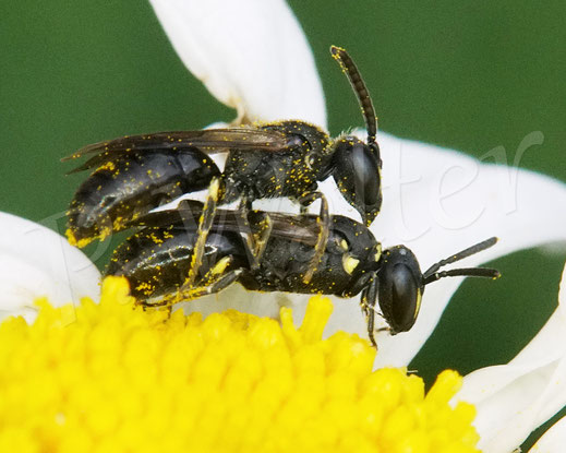 Bild: Maskenbiene, Pärchen, Hyleaus spec., Wiesen-Margerite