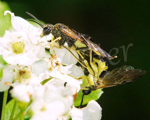 Bild: Paarung, Pärchen, Berauschte Blattwespen, Tenthredo temula, Echte Blattwespen, Pflanzenwespen, Tenthredinidae, Weißdorn, Crataegus