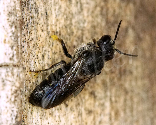 Text: Schwarzflügelige Düsterbiene, Stelis phaeoptera, Weibchen an der Nistwand, Kuckucksbiene, cuckoo bee, Wildbiene
