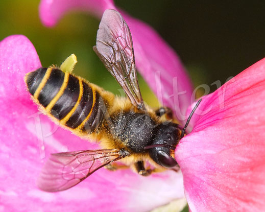 Bild: Platterbsen-Mörtelbiene, Megachile ericetorum, Weibchen an der Edelwicke, Duftwicke, Lathyrus odoratus, Hülsenfrüchtler, Schmetterlingsblütler, Fabaceae, Megachilidae, Wildbiene, wildbee