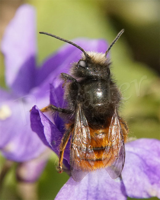 Bild: Männchen der Gehörnten Mauerbiene, Osmia cornuta, Veilchen, Violoideae, Viola