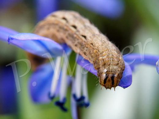 Bild: Raupe, Blausternchen, Scilla siberica, Sibirischer Blaustern, Nickende Sternhyazinthe, Frühblüher, Blüte