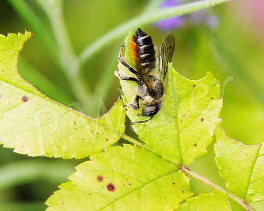 Bild: Weibchen, Buntfarbige Blattschneiderbiene, Megachile versicolor, Blatt, Wildrose, leafcutter bee, Megachilidae, Wildbiene, wildbee