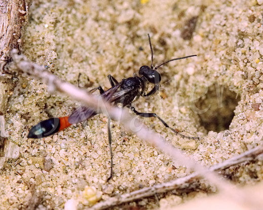 Bild: Gemeine Sandwespe, Ammophila sabulosa, Sphecidae, Grabwespen, Weibchen, Hautflügler, Langstiel-Grabwespen im Sandarium, Nistplatz, Niststelle, Magerbeet, Sand