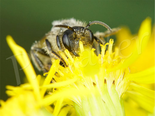 Bild: Männchen einer Sandbiene (?), Andrena spec., an den Blüten des Jakobskreuzkrauts, Jacobaea vulgaris, Senecio jacobaea, Korbblütler, Asteraceae, Wildbiene