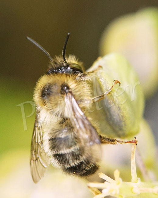 Bild: Wald-Pelzbiene, Anthophora furcata, Männchen, Wildbiene