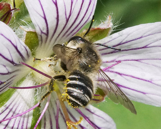 Bild: Blattschneiderbiene, Mörtelbiene, Megachile spec., Storchschnabel