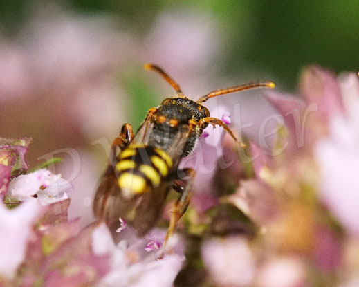 Binden-Wespenbiene, Nomada cf. zonata, Weibchen