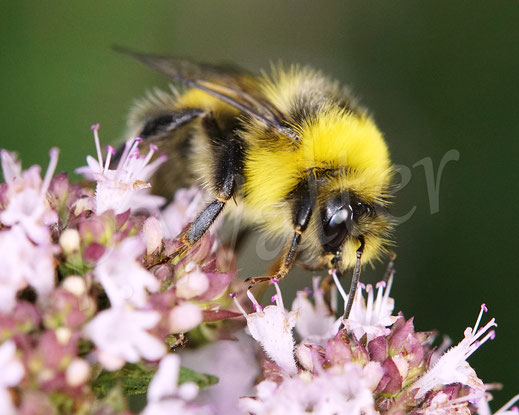 Bild: Helle Erdhummel, Drohn, Bombus lucorum, am Dost, Oregano, Hummeldrohn