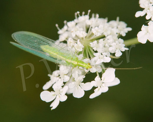 Bild: Florfliege, Chrysopidae, Netzflügler, Neuroptera, Wilde Möhre, Daucus carota subsp. carota, Doldenblütler, Apiaceae