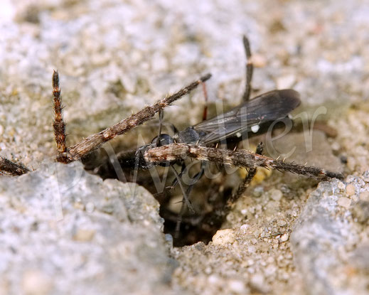 Bild: Rotbeinige Wegwespe, Episyron albonotatum, Pompilidae, Pompilinae, mit Radnetzspinne