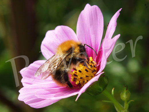 Bild: Hummel, Bombus spec., an einer Cosmee