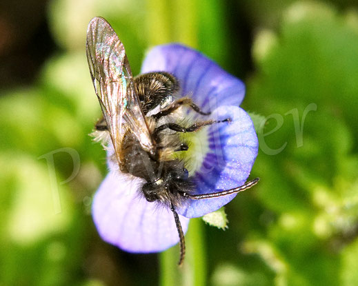 Zweifarbige Sandbiene, Andrena bicolor, Männchen