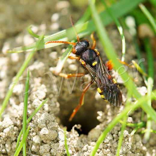 Bild: Gemeine / Gewöhnliche Wespenbiene, Nomada fucata, Weibchen vor einem Nistgang