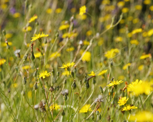 Bild: Kleinköpfiger Pippau, Crepis capillaris, Korbblütler, Asteraceae