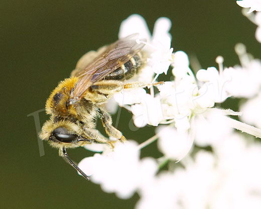 Bild: Rotbeinige Körbchen-Sandbiene, Andrena dorsata, Weibchen, Wilde Möhre, Daucus carota, Doldenblütler, weiße Blüten, Wildbiene, wildbee
