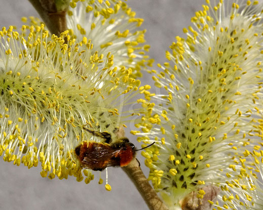 Bild: Fuchsrote Sandbiene, Andrena fulva, miningbee, Wildbiene, Wildbienen, wildbee, Weidenkätzchen, Kätzchenweide, willow, Salix