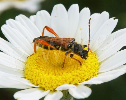 Bild: Braunrötlicher Spitzdeckenbock, Stenopterus rufus, Bockkäfer, Cerambycidae, Cerambycinae, Coleoptera, Käfer, auf einer Wiesen-Margerite