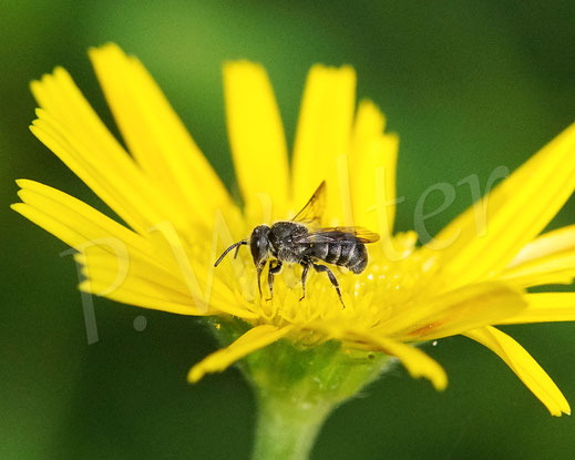 Bild: Gewöhnliche, bzw. Kurze Düsterbiene, Stelis breviuscula, wahrscheinlich Männchen, Weidenblättriges Ochsenauge, Buphthalmum salicifolium, Korbblütler, Ateracea, Kuckucksbiene, cuckoo bee, Wildbiene