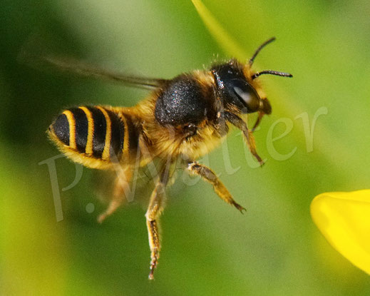 Bild: Platterbsen-Mörtelbiene, Megachile ericetorum, Weibchen, Flug, Megachilidae, Wildbiene, wildbee