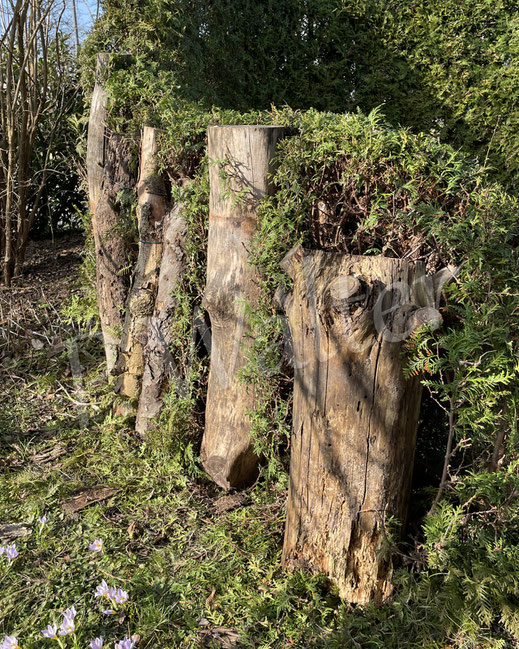 Bild : Totholz, Nistplatz, Holzstamm, Stämme, Stammholz, Totholzstapel, Totholzhaufen, Thujahecke