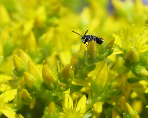 Bild: Maskenbienenmännchen, Hylaeus spec., Scharfer Mauerpfeffer, Sedum acre, Scharfe Fetthenne, Dickblattgewächse, Crassulaceae