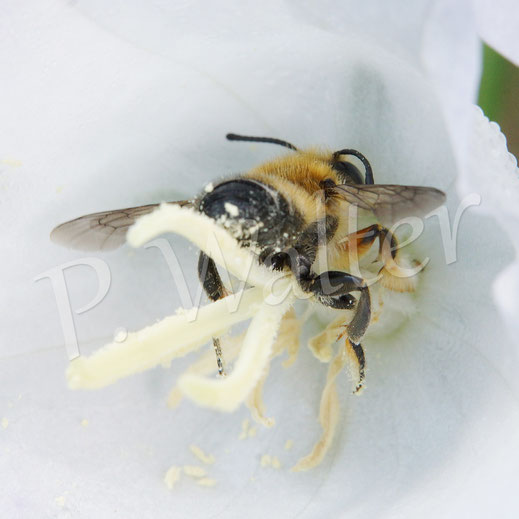 Bild: Garten-Blattschneiderbiene, Megachile willughbiella, Männchen, Bohrloch