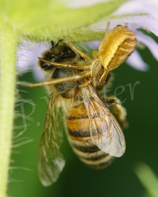 Bild: Krabbenspinne, Araneae, Thomisida, Spinnen, Beute Honigbiene, crab spider, Acker-Witwenblume, Wiesen-Witwenblume, Knautia arvensis