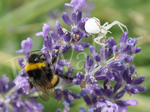 11.07.2015 : Krabbenspinne mit Hummel