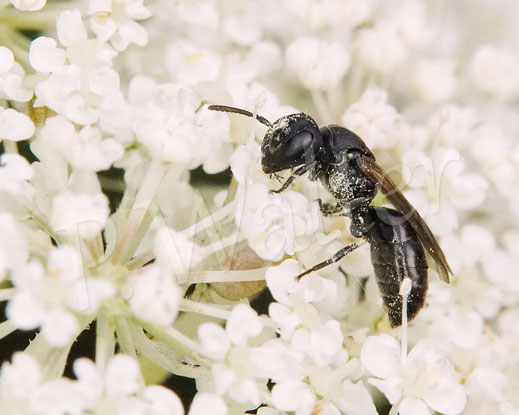 Bild: Maskenbiene, Hylaeus spec., Wilde Möhre, Daucus carota subsp. carota, Doldenblütler, Apiaceae, Wildbiene, wild bee
