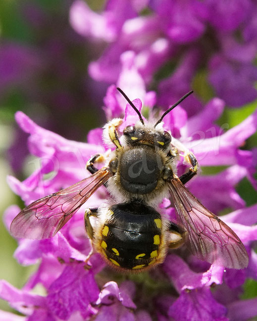 Bild: Garten-Wollbiene, Große Wollbiene, Anthidium manicatum, Männchen, Dichtblütiger Ziest, Zottiger Ziest, Stachys monnieri 'Hummelo', Wildbiene, Lippenblütler, Lamiaceae, Blüte