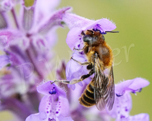 Bild: Männchen der Natternkopf-Mauerbiene, Hoplitis adunca / Osmia adunca, Hohe Katzenminze, Nepata, oligolektische Wildbiene