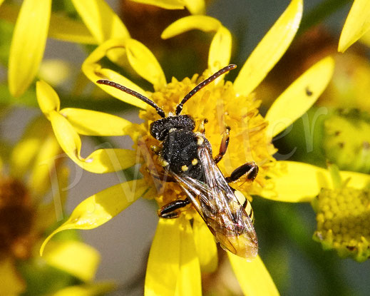 Bild: Binden-Wespenbiene, Nomada zonata, Männchen, am Jakobskreuzkraut, Senecio jacobaea, Wildbiene, Kuckucksbiene