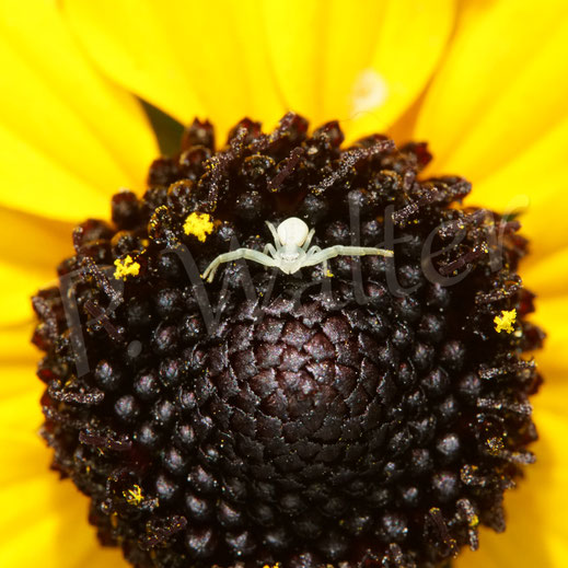 Bild: Krabbenspinne, Thomisidae, crab spider, Spinnentiere, Arachnida, Sonnenhut, Rudbeckia