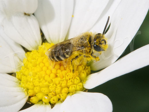 22.05.2022 : Seidenbiene, Colletes spec., Männchen an einer Margeritenblüte