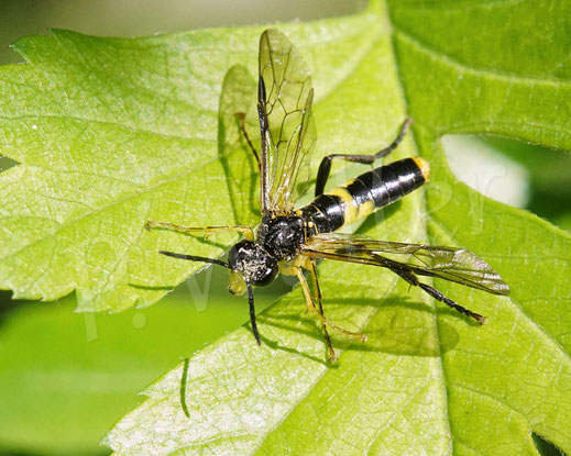 Bild: Berauschte Blattwespe, Tenthredo temula, Echte Blattwespen, Pflanzenwespen, Tenthredinidae, Weißdorn, Crataegus