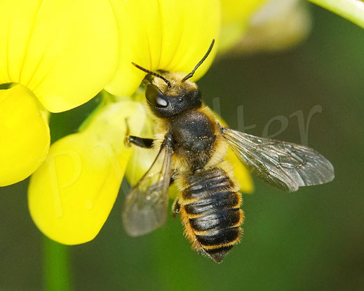Bild: Weibchen, Buntfarbigen Blattschneiderbiene, Megachile versicolor, leafcutter bee, Megachilidae, Wildbiene, wildbee, Hornklee, Schmetterlingsblütler, Fabaceae