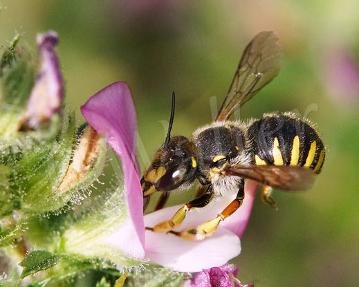 Bild: Garten-Wollbiene, Weibchen, Anthidium manicatum, Wildbiene, Dornige Hauhechel, Ononis spinosa, Schmetterlingsblütler, Faboideae, Hülsenfrüchtler, Fabaceae, Blüte, Nektar, Pollen