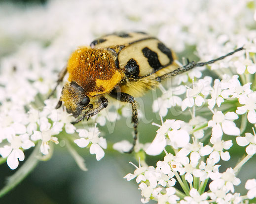 Bild: Gebänderter (?) Pinselkäfer, Trichius cf. fasciatus, Wilde Möhre, Daucus carota subsp. carota, Doldenblütler, Apiaceae, Blatthornkäfer, Scarabaeidae