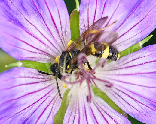 Bild: Bienenjagende Knotenwespe, Cerceris rybyensis, Grabswespe, digger wasp, Faltenwespe, am Storchschnabel, Geranium