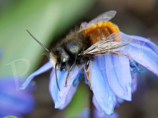 Bild: Gehörnte Mauerbiene, Osmia cornuta, Blausternchen, Scilla siberica, Sibirischer Blaustern, Nickende Sternhyazinthe, Wildbiene, Frühblüher, Blüte