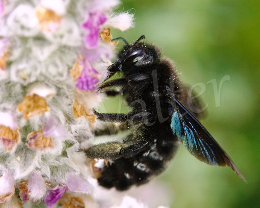 Bild: Blauschwarze Holzbiene, Große Holzbiene, Xylocopa violacea, Weibchen, Woll-Ziest, Wollziest, Stachys byzantina, Wildbiene, Lippenblütler, Lamiaceae 
