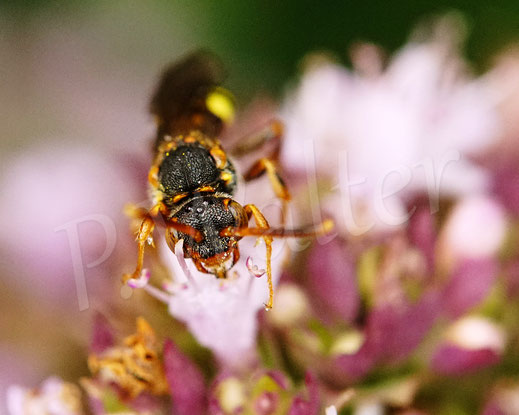 Bild: Binden-Wespenbiene, Nomada zonata, Weibchen, Oregano, Origanum vulgare, Echter Dost, Lippenblütler, Lamiaceae, Wildbiene, Kuckucksbiene